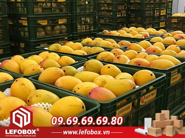 Bối cảnh xuất khẩu xoài của Việt Nam