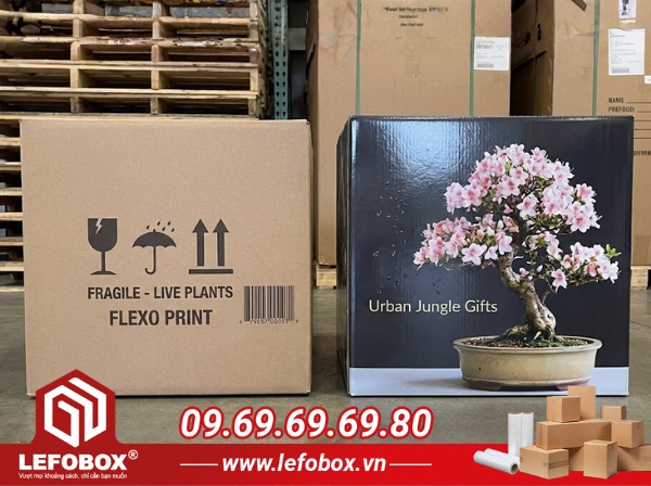 công nghệ in thùng carton đựng cây cảnh