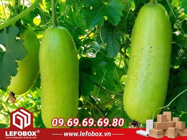 Đặc thù của bí đao ảnh hưởng đến việc chọn thùng carton