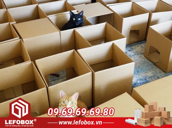 Làm mê cung cho thú cưng bằng bìa carton