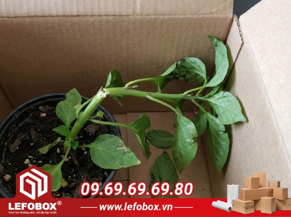 Những khó khăn khi đóng gói vận chuyển cây cảnh