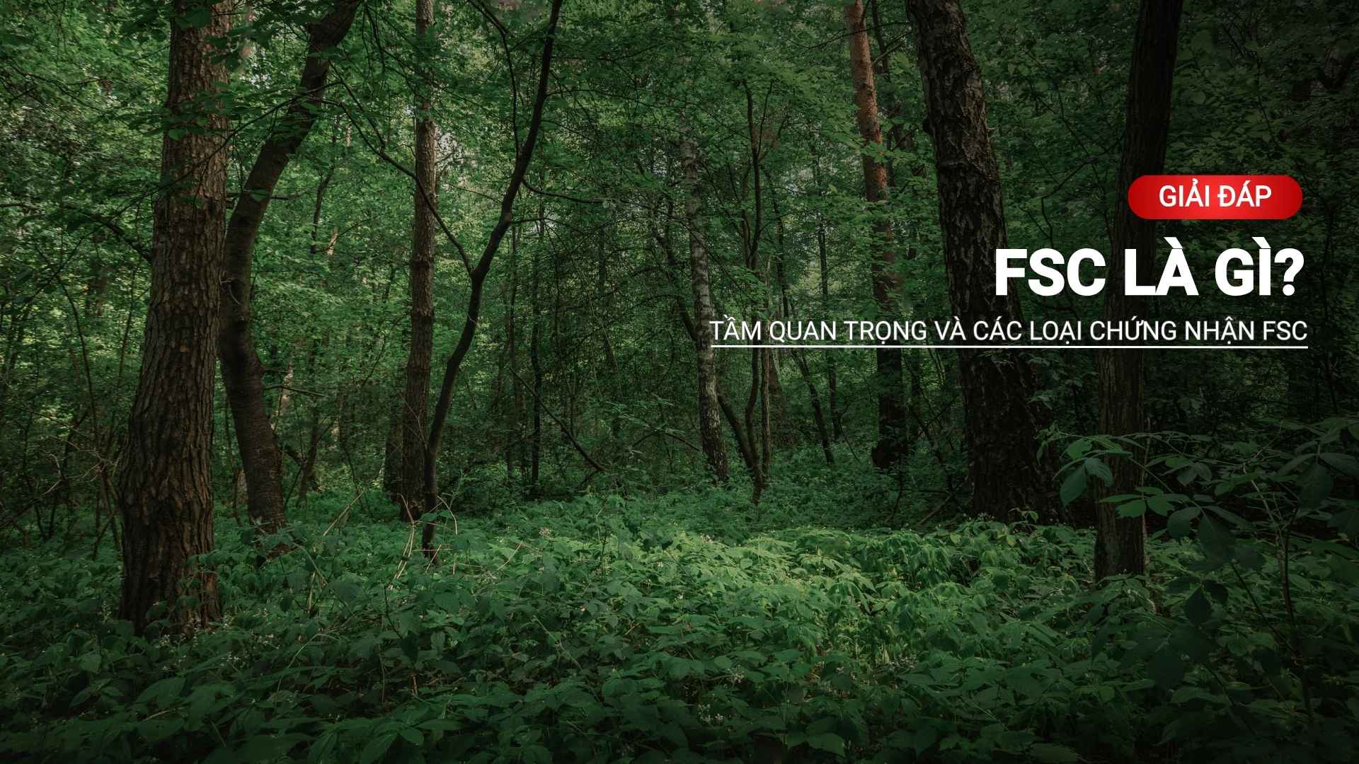 FSC là gì? Tầm quan trọng và các loại chứng nhận FSC bạn cần biết