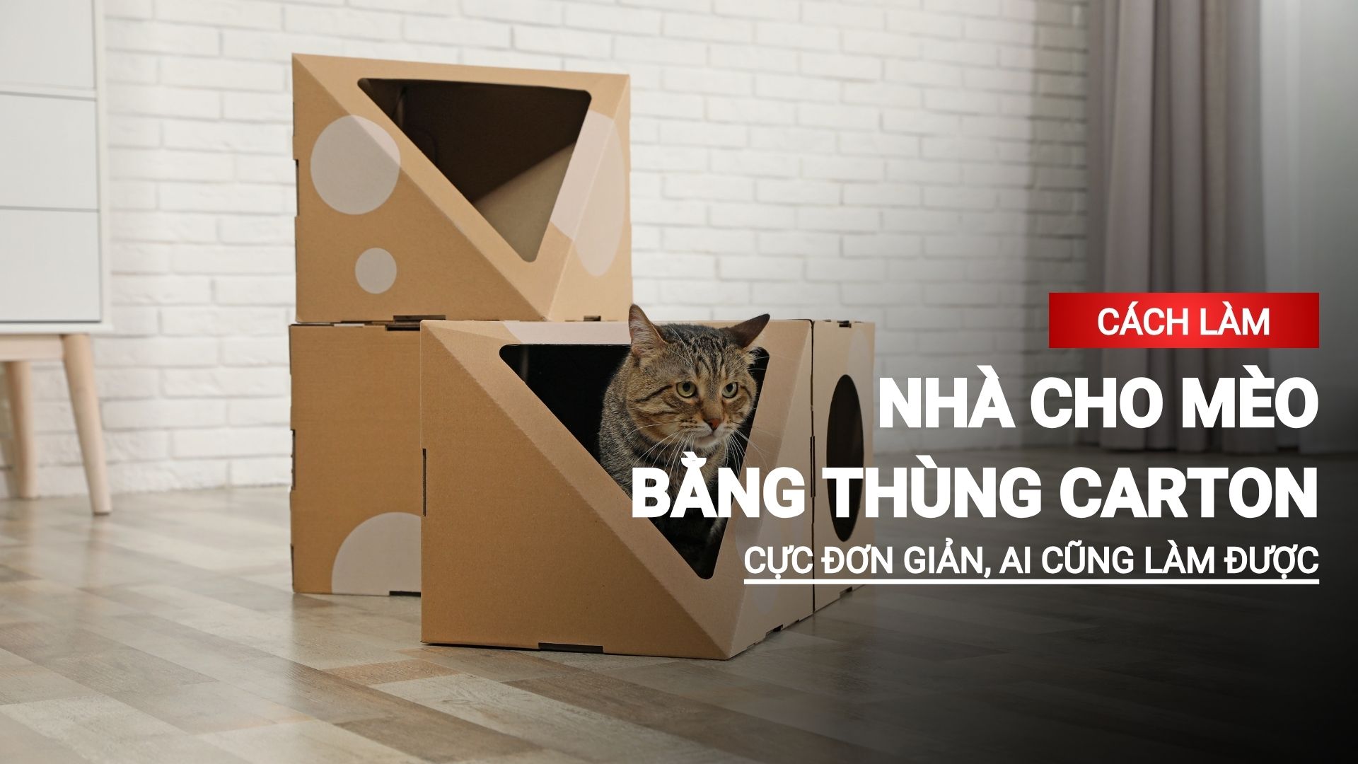 Cách làm nhà cho mèo bằng thùng carton đơn giản, ai cũng làm được