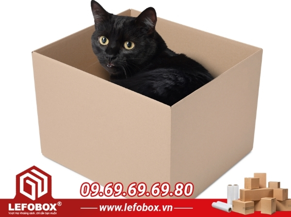 Tại sao mèo lại thích trú ẩn trong thùng carton?