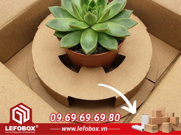 thùng carton có khay định hình