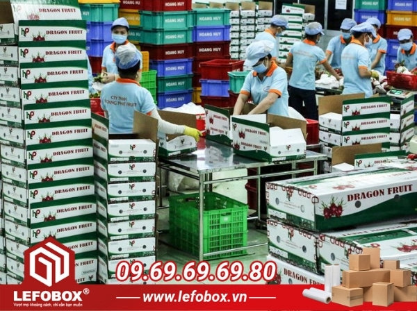 Tổng quan về thị trường xuất khẩu thanh long tại Việt Nam